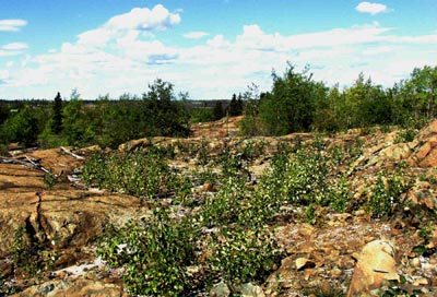 Knight North area in 2003 with vegetation a foot high